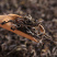 云南普洱茶/散茶/产区直发/大量有货
