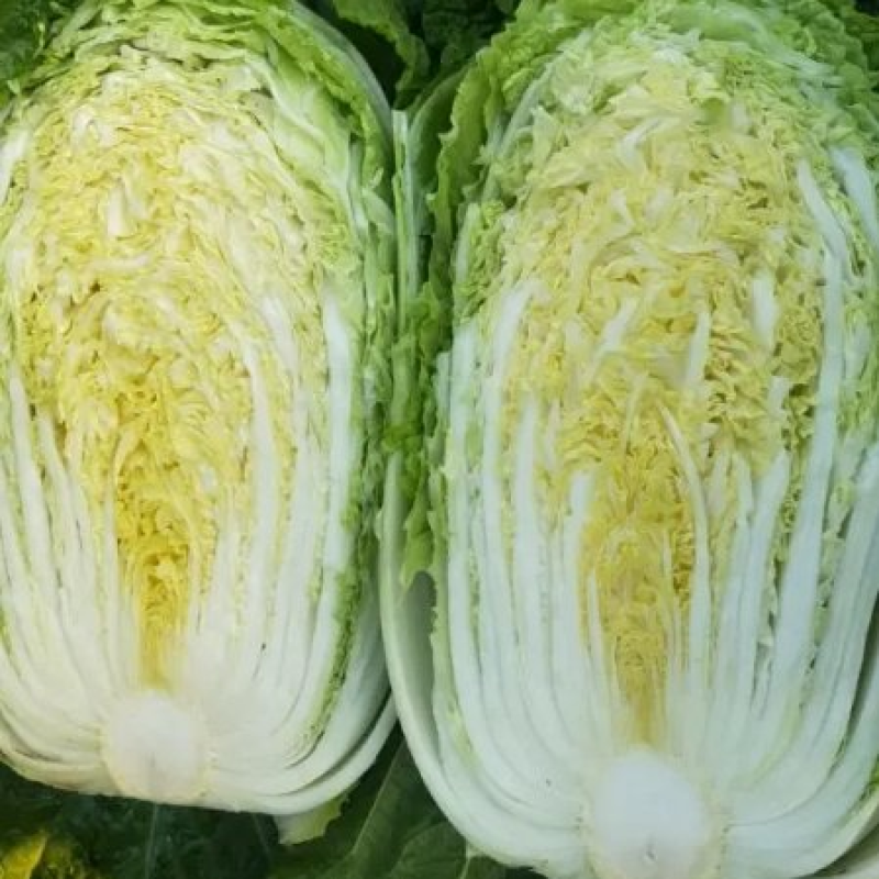 白菜河南白菜大量上市产地直发毛毛钱直供蔬菜批发市