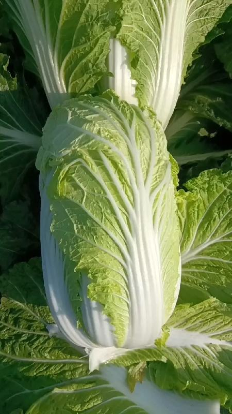 白菜河南白菜大量上市产地直发毛毛钱直供蔬菜批发市