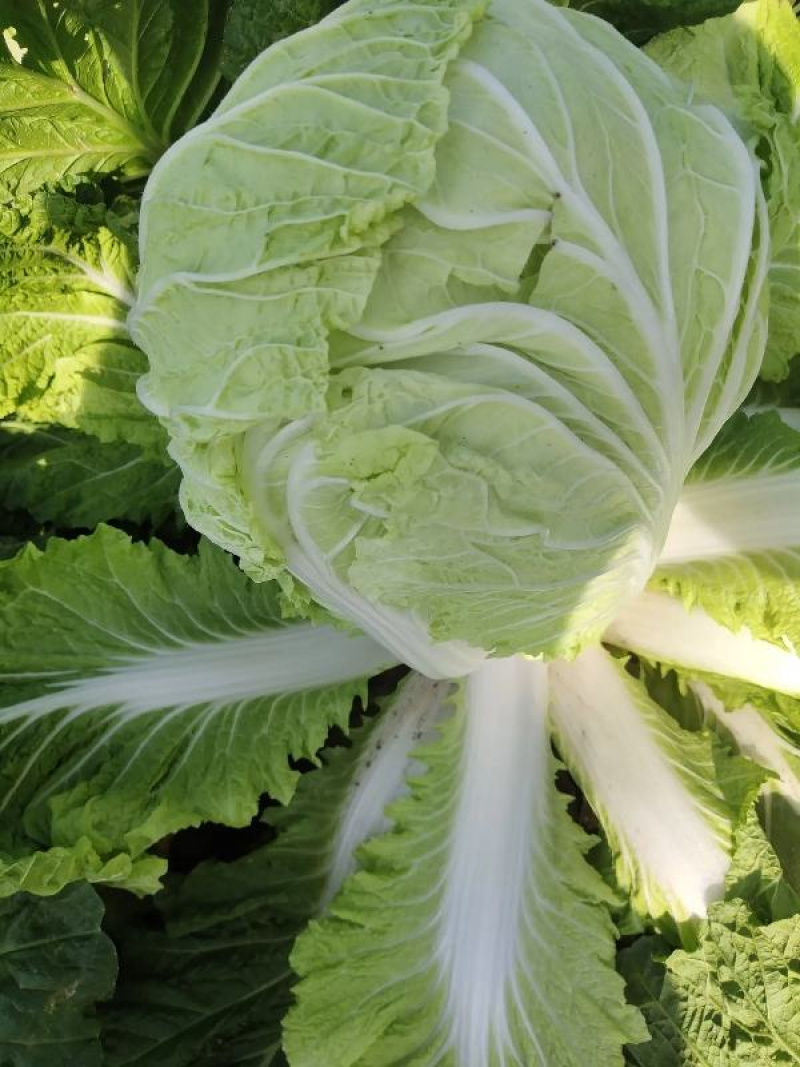 白菜河南白菜大量上市产地直发毛毛钱直供蔬菜批发市