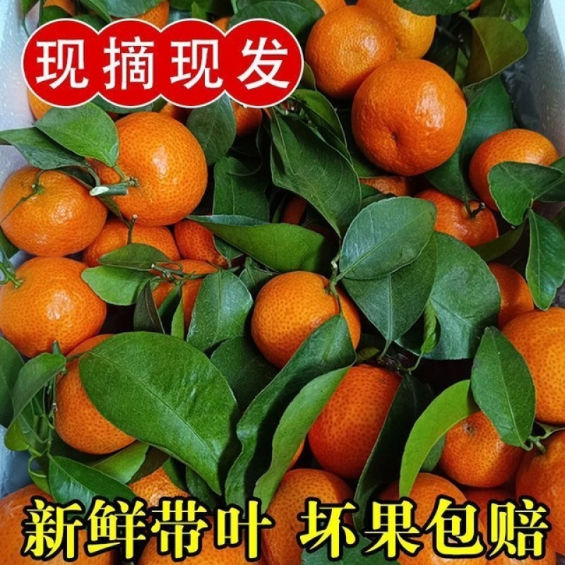 【爆甜】沙糖桔当季新鲜水果薄皮商超电商果欢迎联系