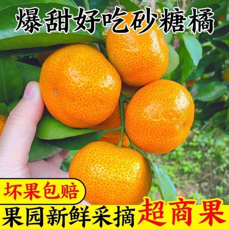 【爆甜】沙糖桔当季新鲜水果薄皮商超电商果欢迎联系