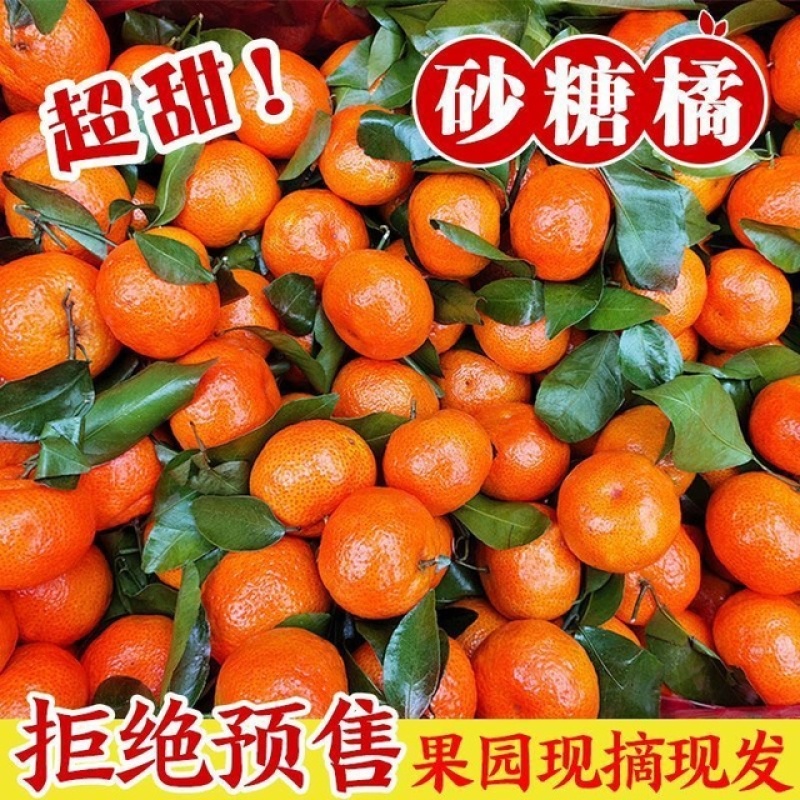 【爆甜】沙糖桔当季新鲜水果薄皮商超电商果欢迎联系