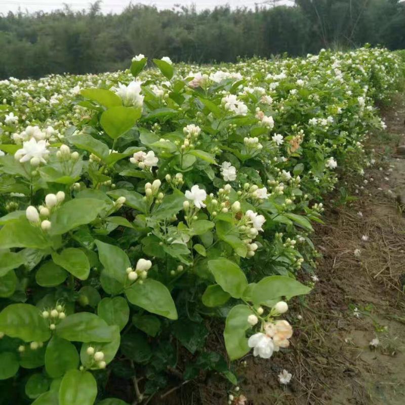 茉莉花白色重瓣香水茉莉花小苗老桩大量批发浓香蕉可食用