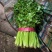 芹菜滑县芹菜万亩园区大棚蔬菜种植基地直发一手货源