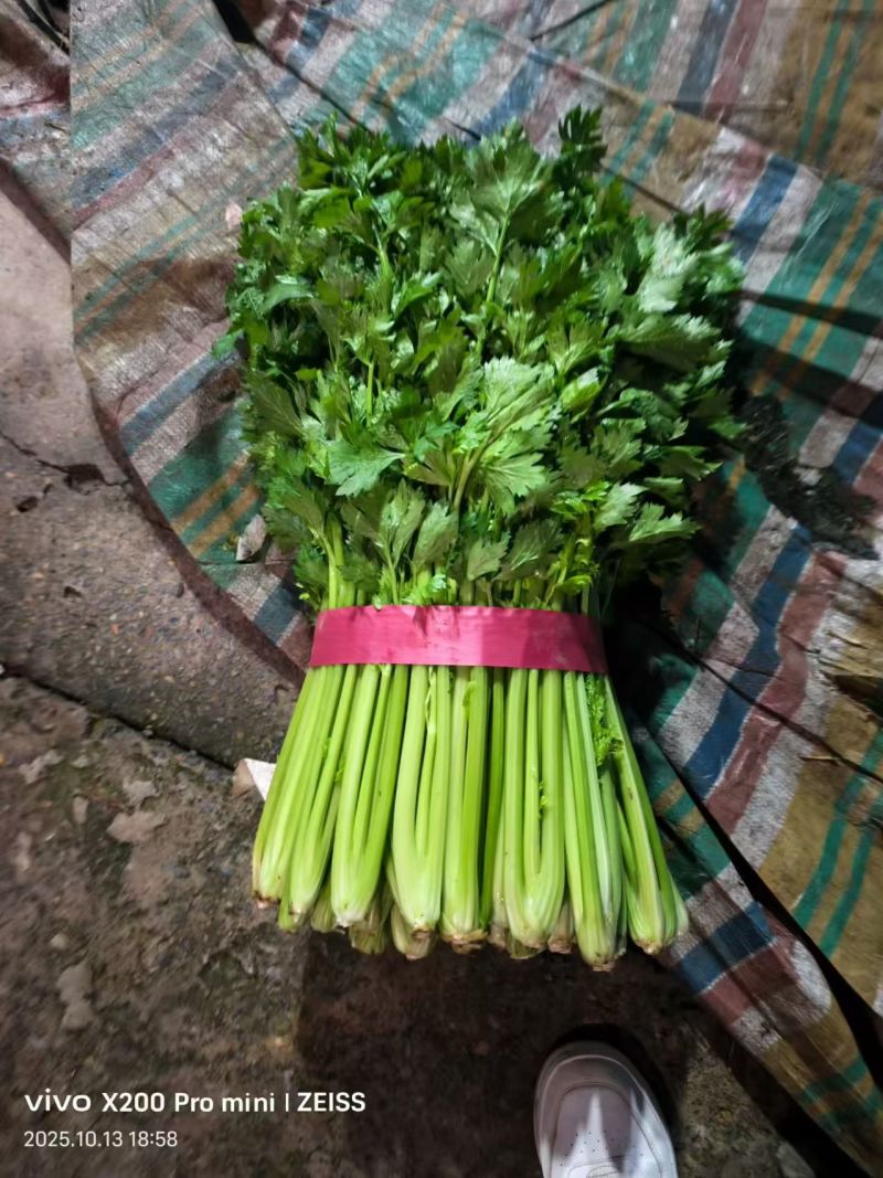 芹菜滑县芹菜万亩园区大棚蔬菜种植基地直发一手货源
