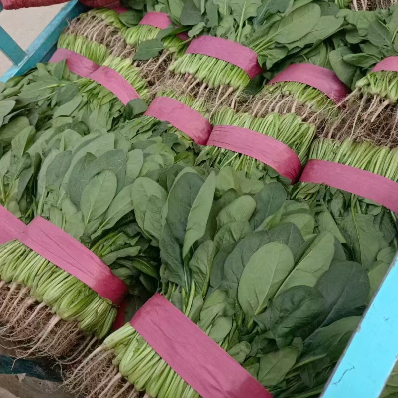 滑县万亩园区精选菠菜基地，全国代发，货源充足，一条龙服务！