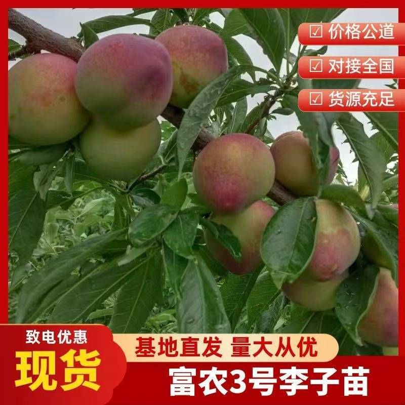吉林省四平市梨树县挚手友果树苗培育基地直销富农三李子苗