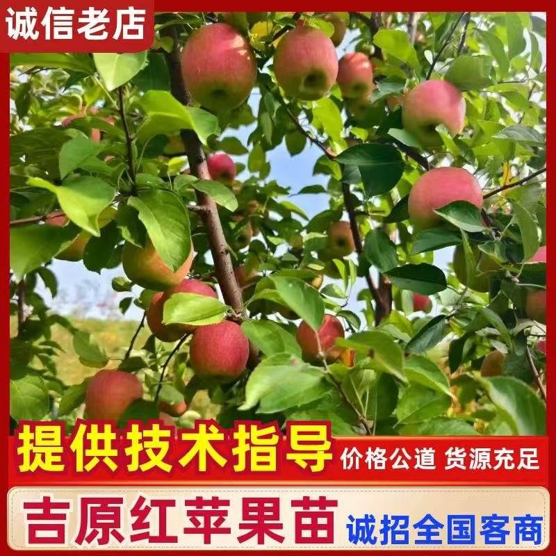 吉林省四平市梨树县挚友果树苗基地直销吉原红苹果苗