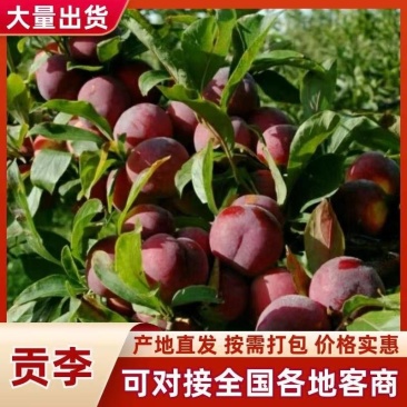 吉林省四平市梨树县挚友果树苗培育基地直销贡李