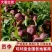 吉林省四平市梨树县挚友果树苗培育基地直销贡李
