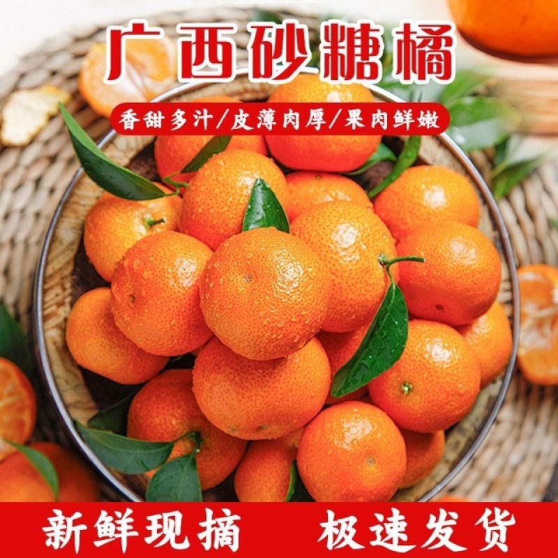 【实力】广西沙糖桔新鲜采摘发货快量大从优价低货优来电咨询