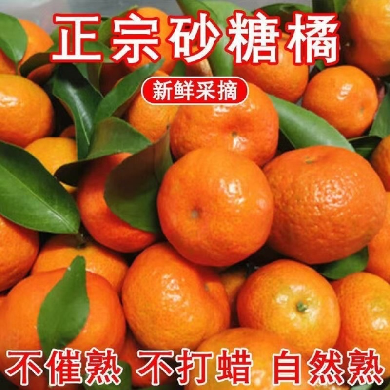 【实力】广西沙糖桔新鲜采摘发货快量大从优价低货优来电咨询