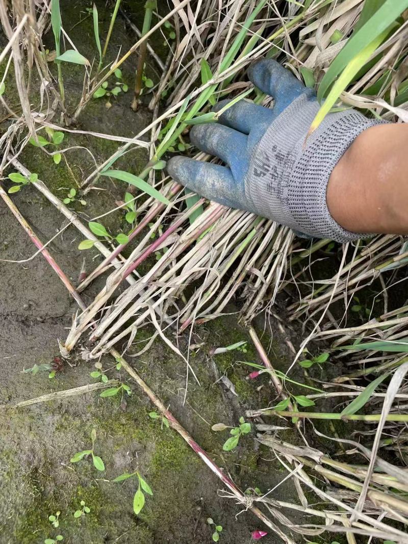 芦竹青叶芦竹花叶芦竹基地直发，需要联系量大从优
