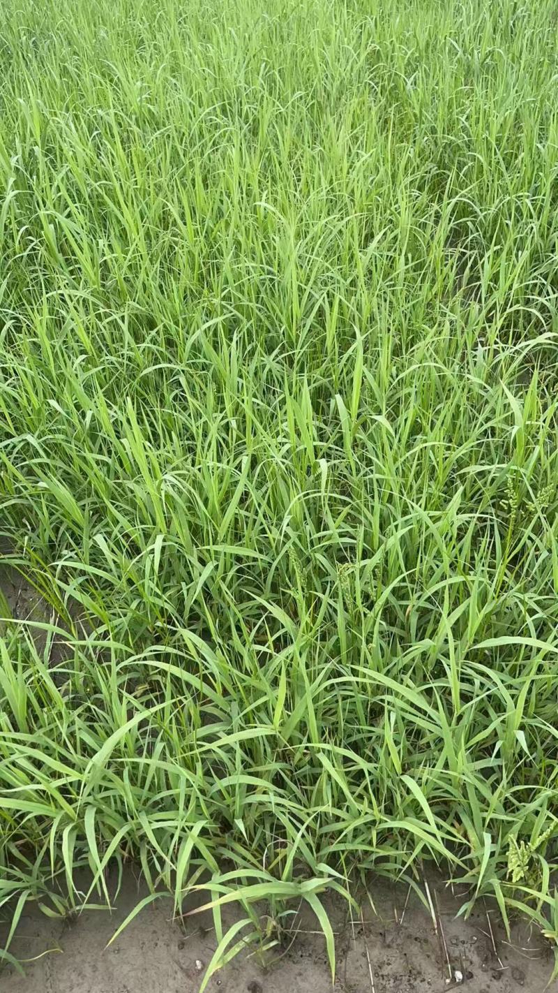 芦竹青叶芦竹花叶芦竹基地直发，需要联系量大从优