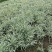 芦竹青叶芦竹花叶芦竹基地直发，需要联系量大从优
