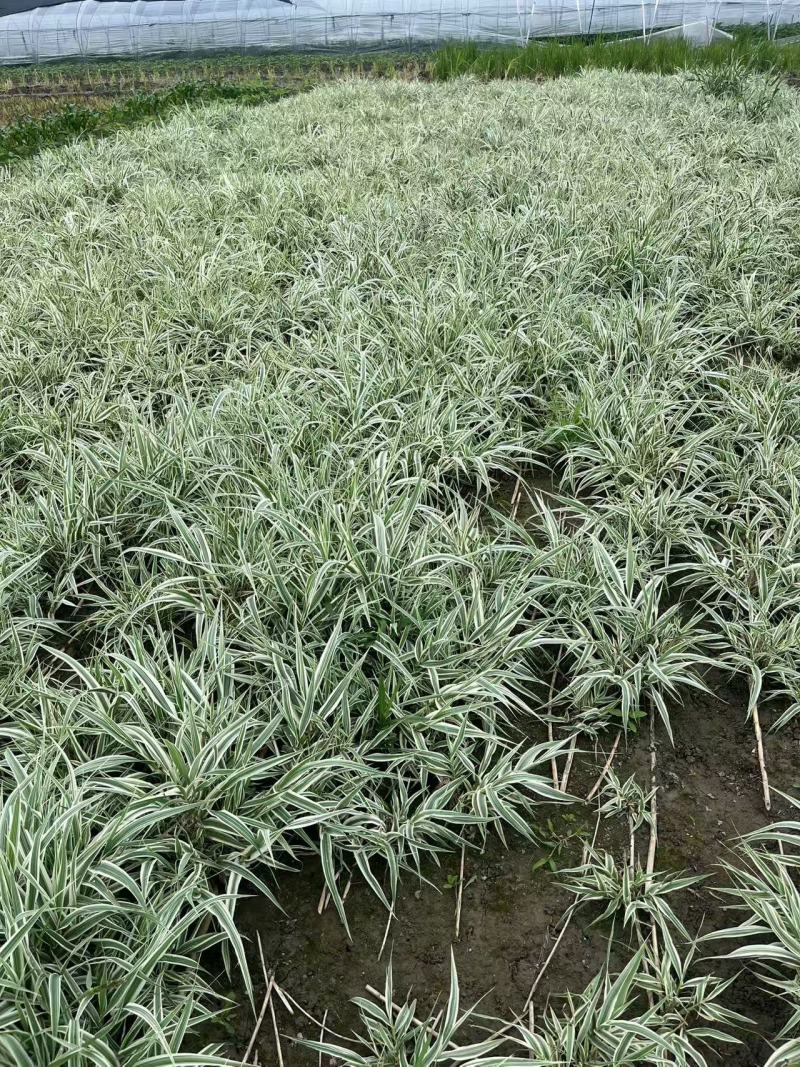 芦竹青叶芦竹花叶芦竹基地直发，需要联系量大从优