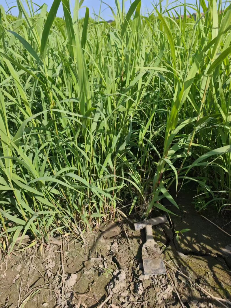 芦竹青叶芦竹花叶芦竹基地直发，需要联系量大从优
