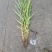 芦竹青叶芦竹花叶芦竹基地直发，需要联系量大从优