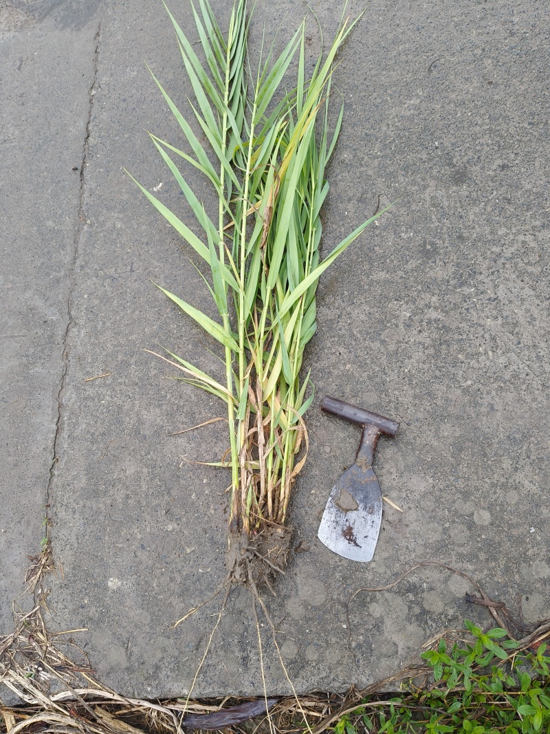 芦竹青叶芦竹花叶芦竹基地直发，需要联系量大从优