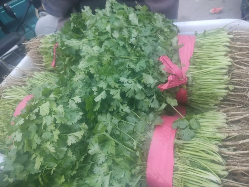 滑县铁杆青大叶香菜大棚种植一手货源当天发货欢迎来电咨询