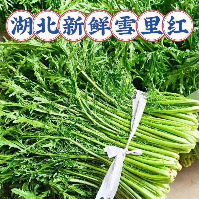 雪里红市场货工厂货产地看货论价保质保量量大从优