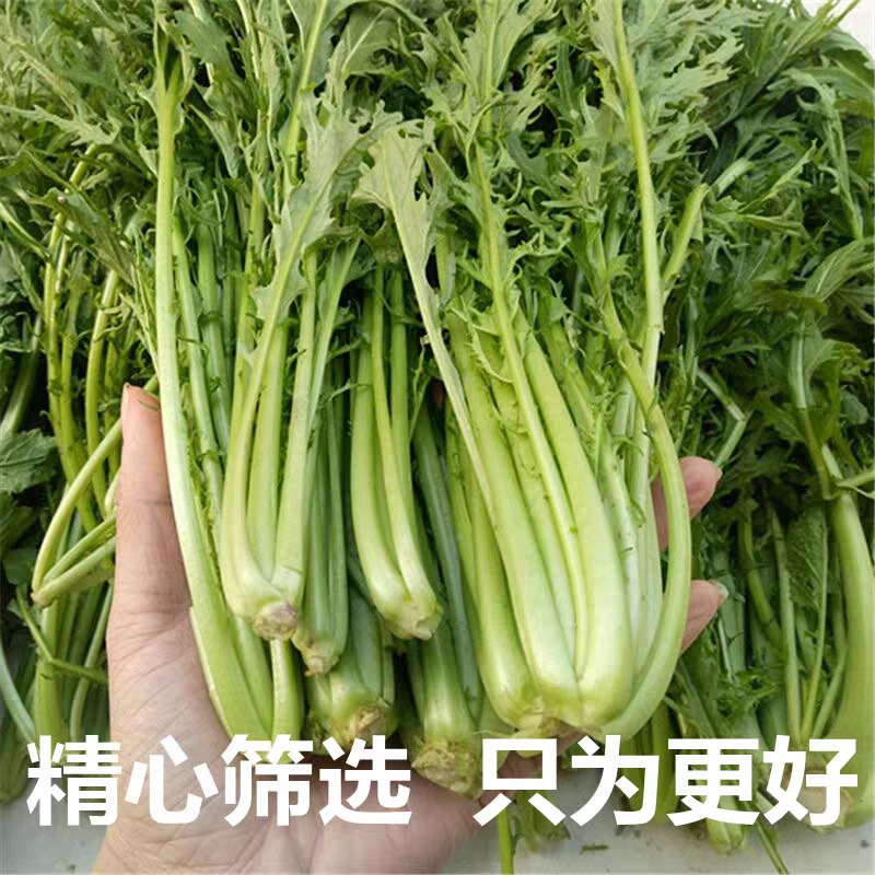 雪里红市场货工厂货产地看货论价保质保量量大从优