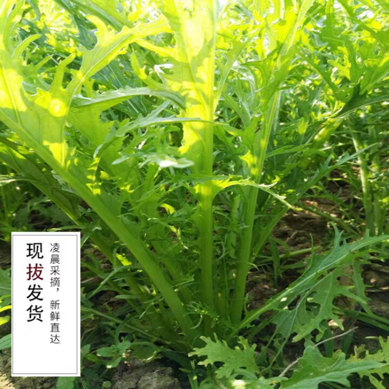 雪里红市场货工厂货产地看货论价保质保量量大从优