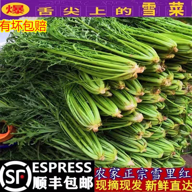 雪里红市场货工厂货产地看货论价保质保量量大从优