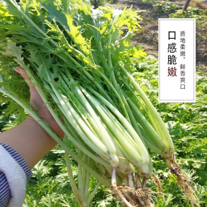 雪里红市场货工厂货产地看货论价保质保量量大从优