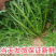 雪里红市场货工厂货产地看货论价保质保量量大从优