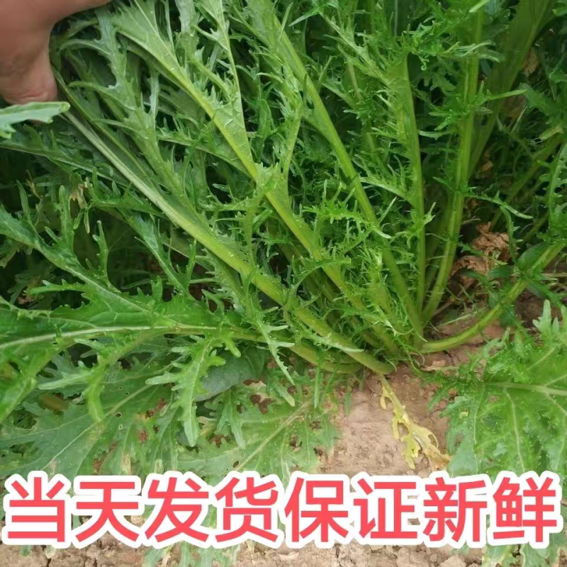 雪里红市场货工厂货产地看货论价保质保量量大从优