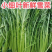 雪里红市场货工厂货产地看货论价保质保量量大从优