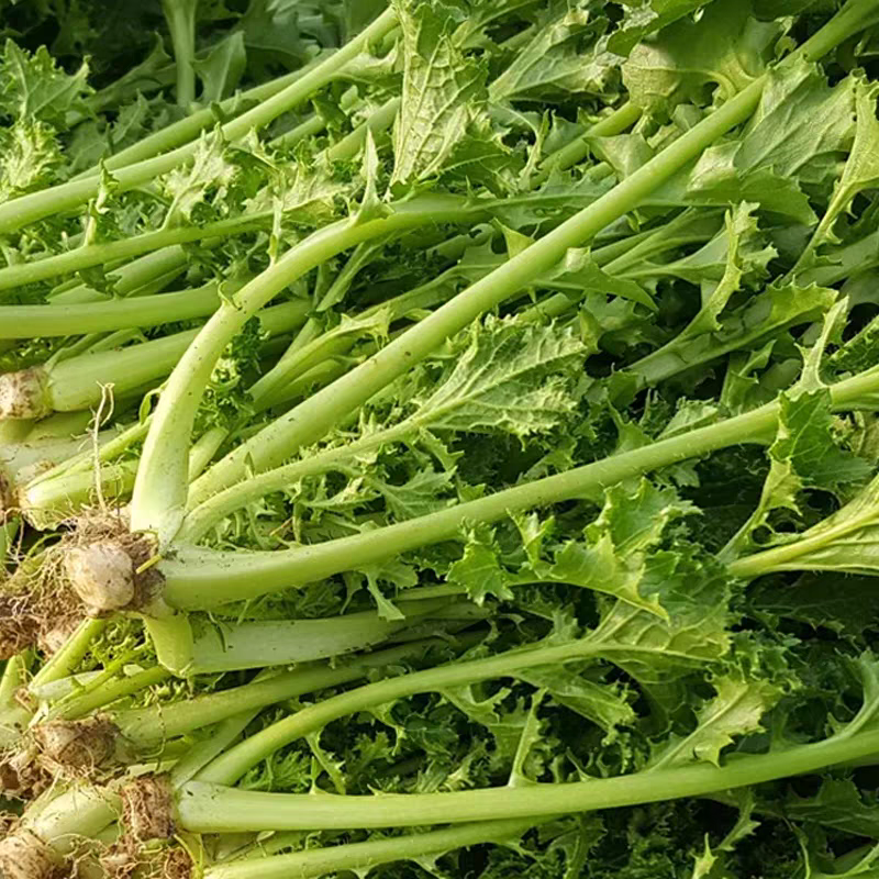 雪里红市场货工厂货产地看货论价保质保量量大从优