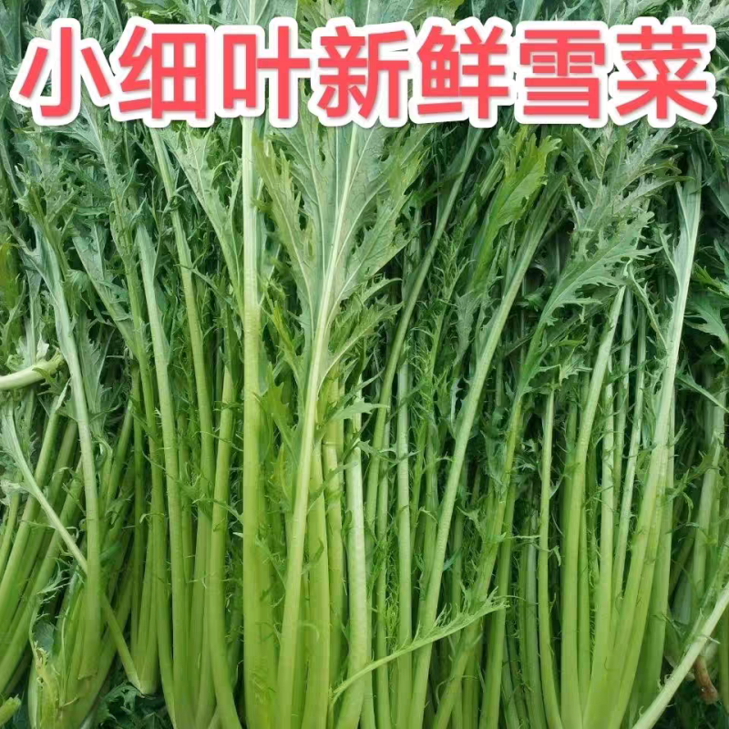 雪里红市场货工厂货产地看货论价保质保量量大从优