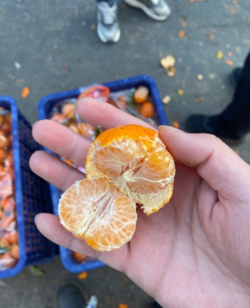 河北沙糖桔，老树沙糖橘，口感好，价格实惠，质量保证售后