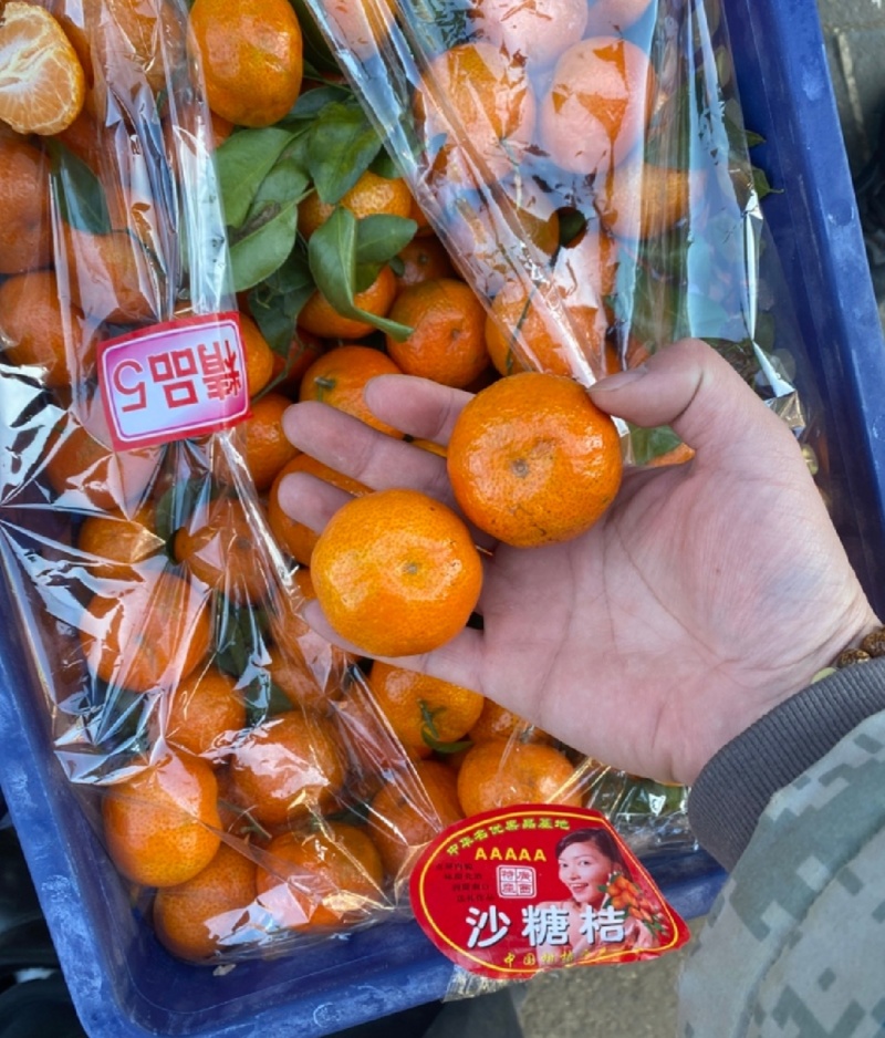 河北沙糖桔，老树沙糖橘，口感好，价格实惠，质量保证售后