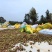 山茶油大量供应可视频看货欢迎来电采购对接各大市场商超