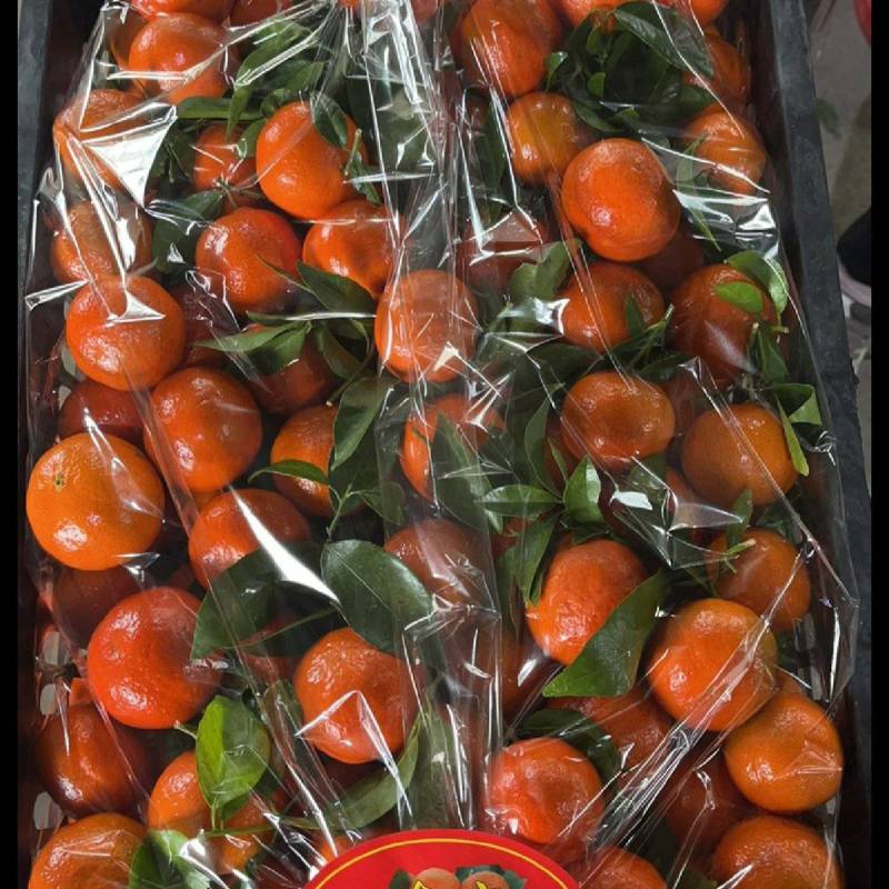 河北沙糖桔，老树沙糖橘，口感好，价格实惠，质量保证售后