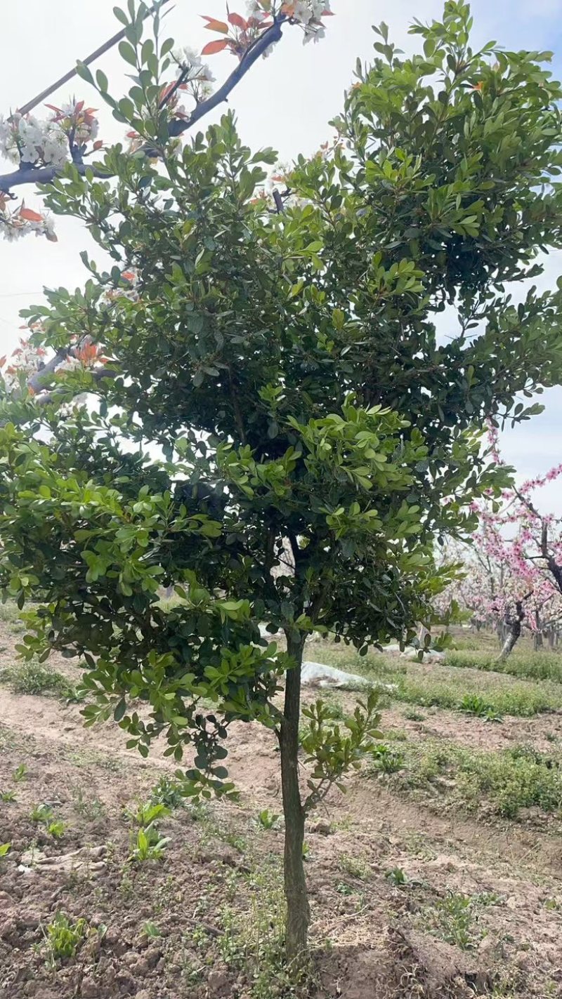 崇明黄杨