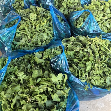 市场精品荠菜