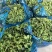 市场精品荠菜