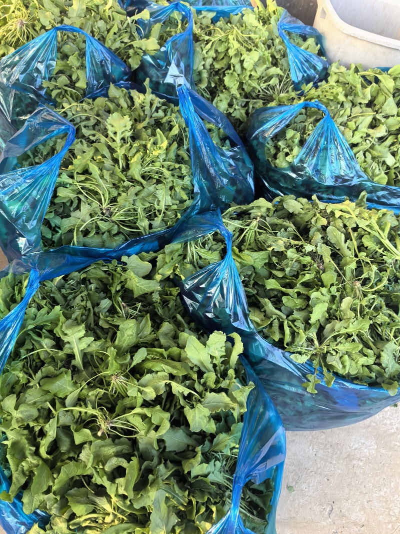 市场精品荠菜