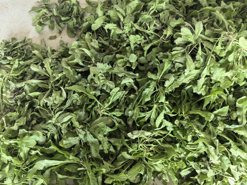 市场精品荠菜