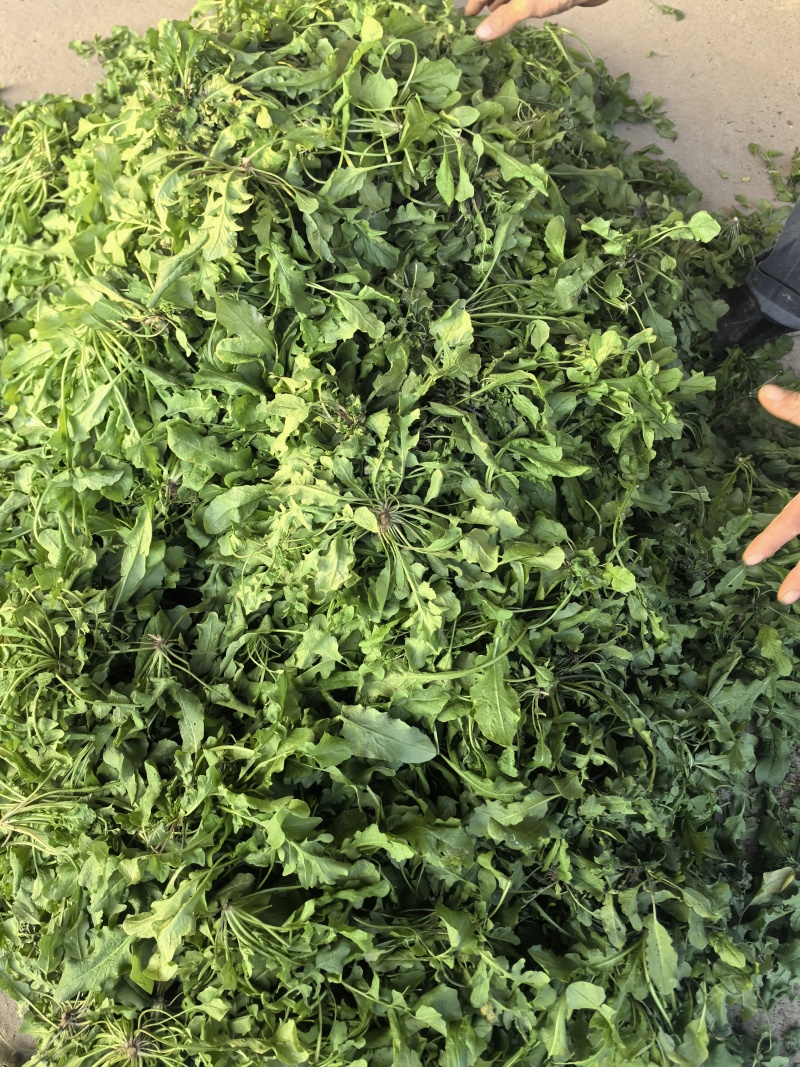 市场精品荠菜