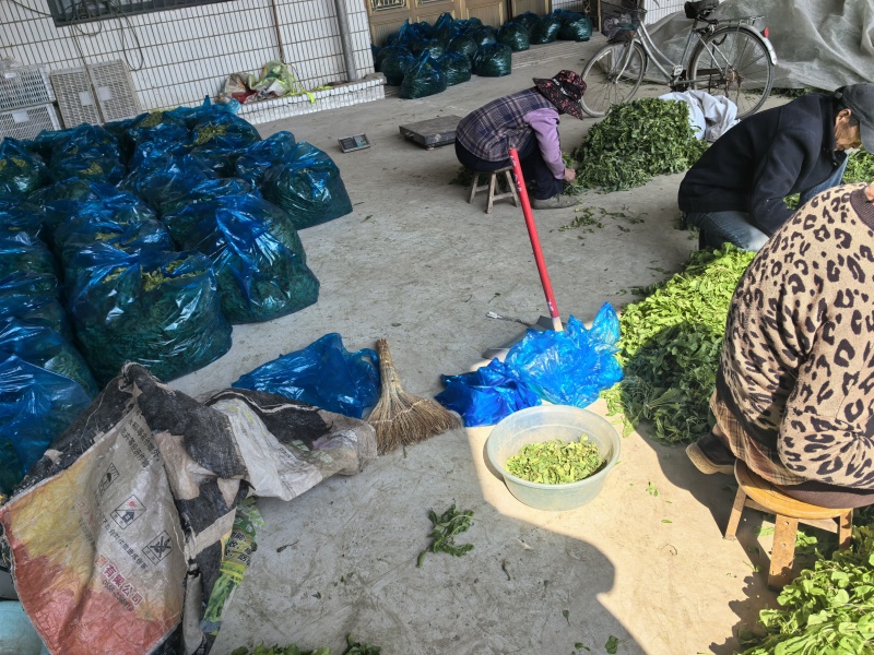 市场精品荠菜