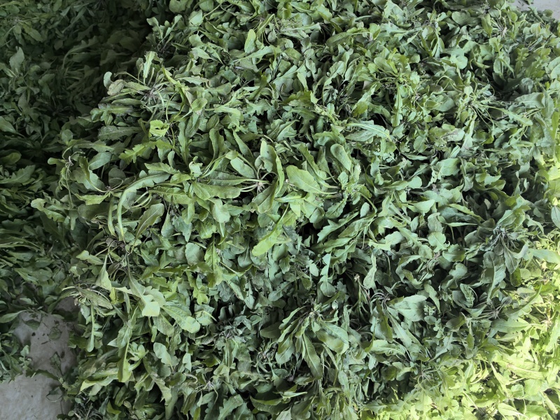 市场精品荠菜