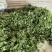 市场精品荠菜