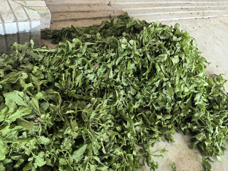 市场精品荠菜