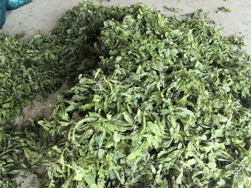 市场精品荠菜